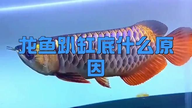 龍魚趴缸問題解析：龍魚換缸后趴缸常見應激反應需從環境調整、水質管理和行為干預三方面綜合處理