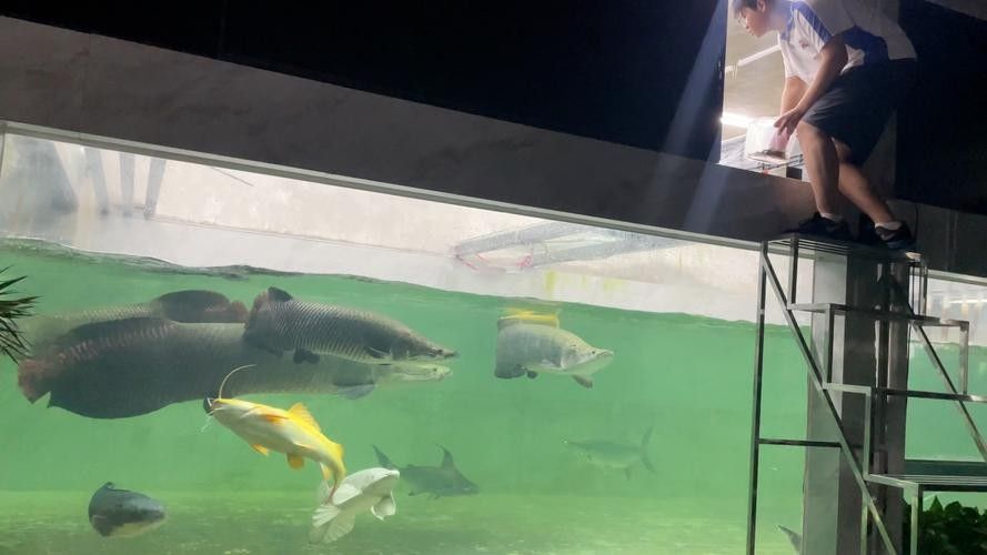 祥龍魚場飼養技術：祥龍魚場專業龍魚養殖批發一站式服務無憂愛奇藝