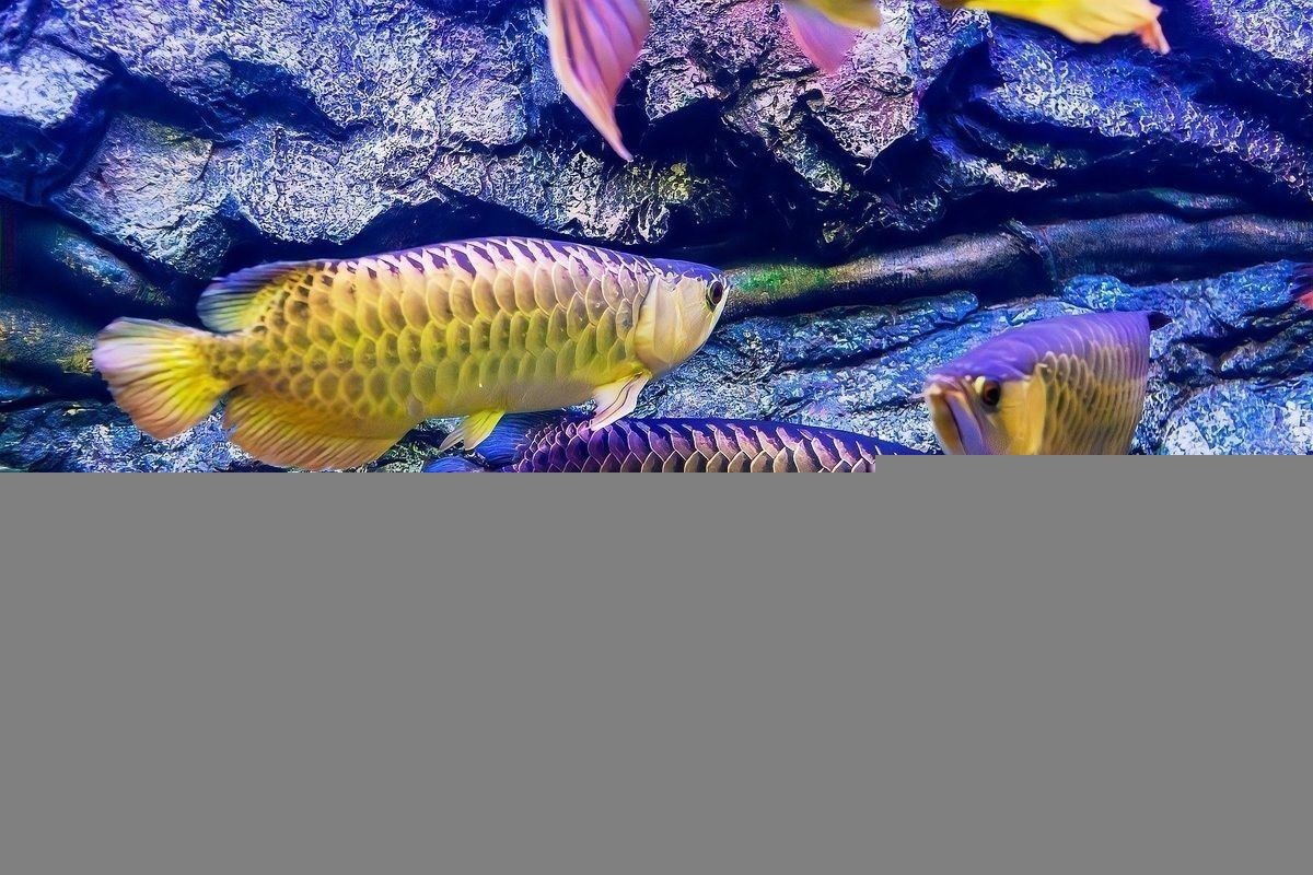 祥龍魚場飼養技術：祥龍魚場專業龍魚養殖批發一站式服務無憂愛奇藝