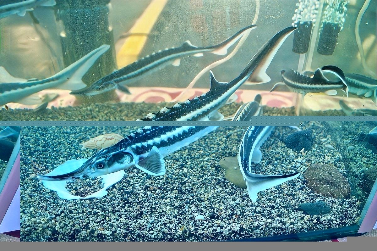 祥龍魚場飼養技術：祥龍魚場專業龍魚養殖批發一站式服務無憂愛奇藝