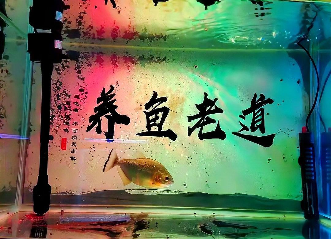 金龍魚換缸后需要加鹽嗎魚缸換水加鹽的必要性與注意事項：養魚老道，魚缸換水加鹽總出錯學會這4步
