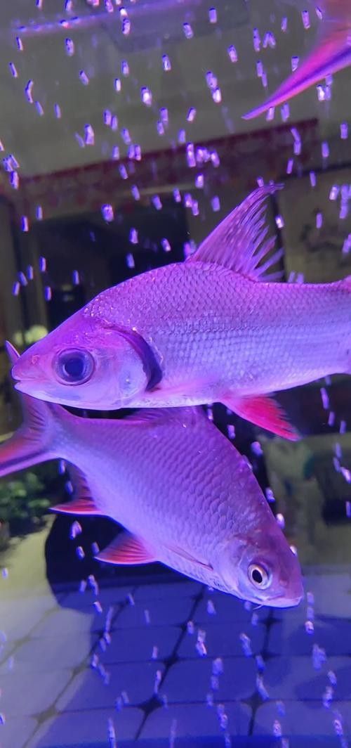 飛鳳魚的飼養指南和注意事項詳解：飛鳳魚的飼養指南與注意事項