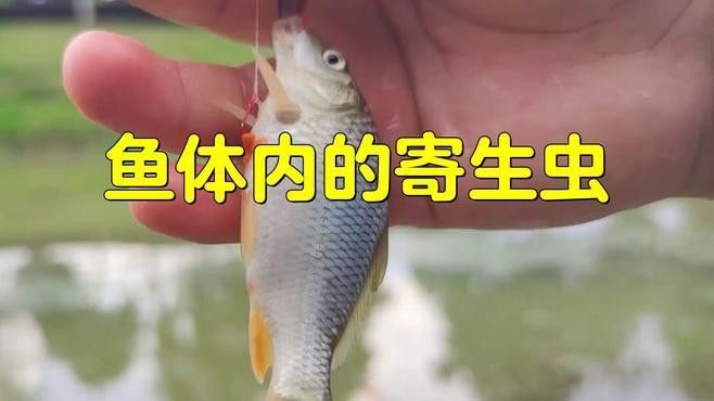 龍魚常見的寄生蟲可分為外寄生蟲和內寄生蟲和內寄生蟲兩類：如何分辨龍魚內寄型和細菌型腸炎