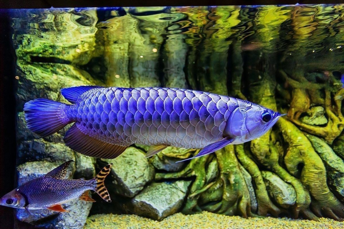 龍魚常見的寄生蟲可分為外寄生蟲和內寄生蟲和內寄生蟲兩類：如何分辨龍魚內寄型和細菌型腸炎