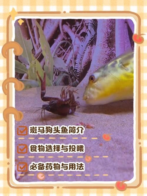龍襄愛養寵，單缸飼養什么比較好：共參考3篇資料