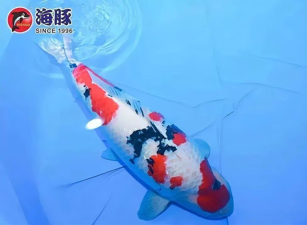 帝龍漁業的紅龍魚有哪些品種？：全國超千尾頂尖錦鯉本周齊聚南海里水“斗艷”媒體管家許