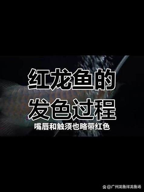 紅龍魚怎么養容易發色這幾個小技巧你要知道養魚小藝：紅龍魚發色的持久性受基因、飼養環境、營養等多重因素影響