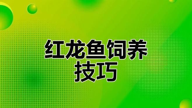 紅龍魚怎么養容易發色這幾個小技巧你要知道養魚小藝：紅龍魚發色的持久性受基因、飼養環境、營養等多重因素影響