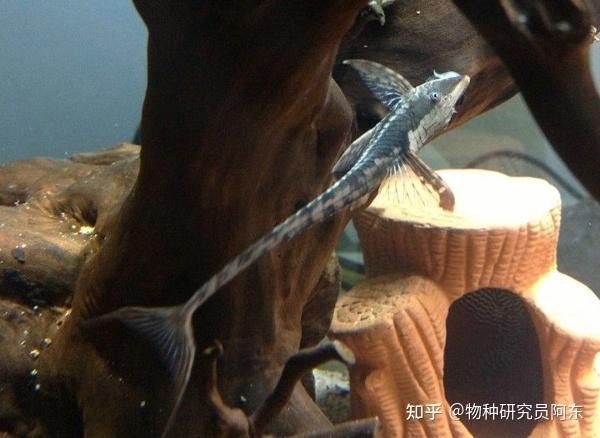 皇冠三間魚繁殖難度較高，主要體現(xiàn)在以下幾個方面：皇冠三間魚的繁殖難度較高