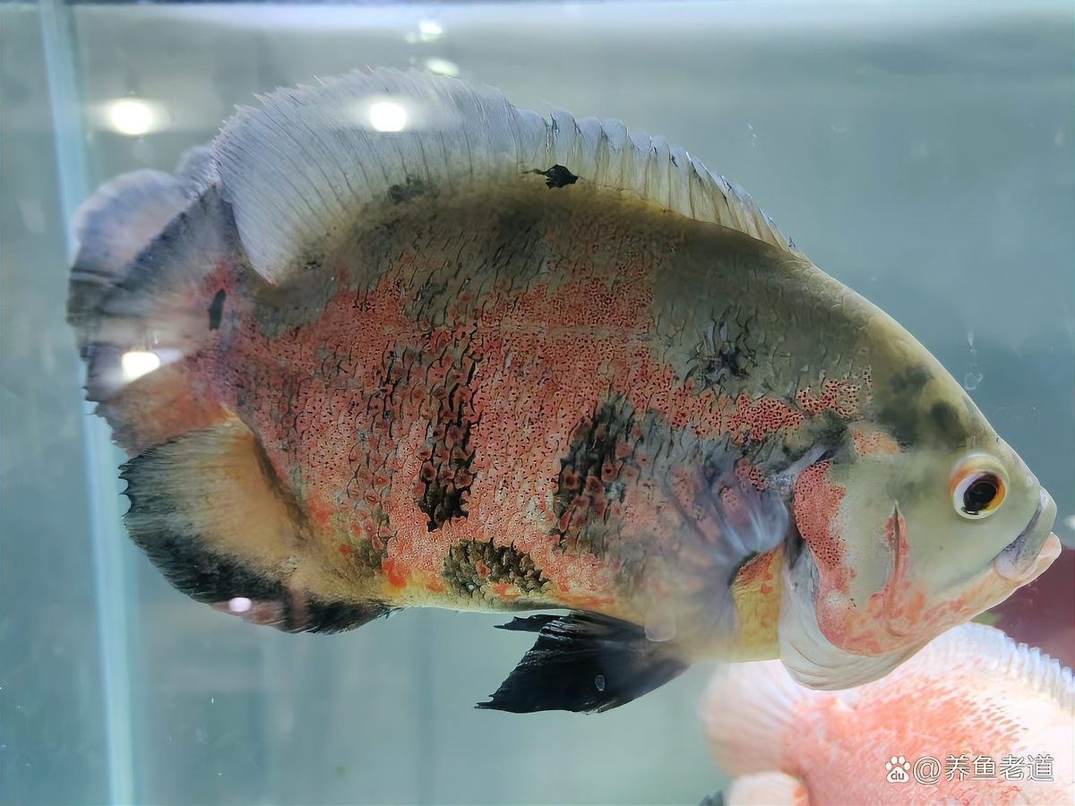 皇冠三間魚繁殖難度較高，主要體現(xiàn)在以下幾個方面：皇冠三間魚的繁殖難度較高