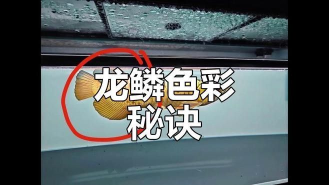 金龍魚的發(fā)色效果受基因、環(huán)境、環(huán)境、喂食等多因素影響：金龍魚發(fā)色效果受基因、環(huán)境、環(huán)境、喂食等多因素影響