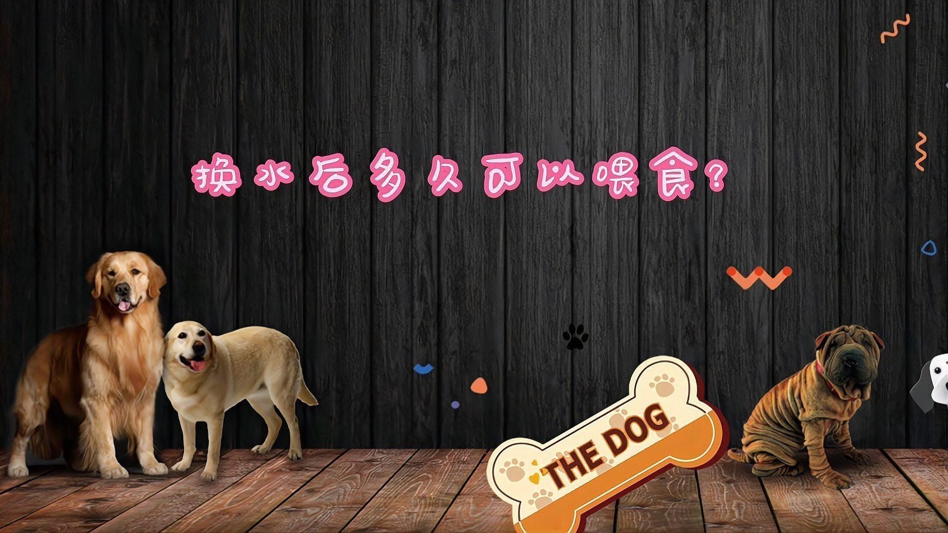 金龍魚飼養技巧:水溫、水質、喂食全攻略：金龍魚換水后多久可以喂食