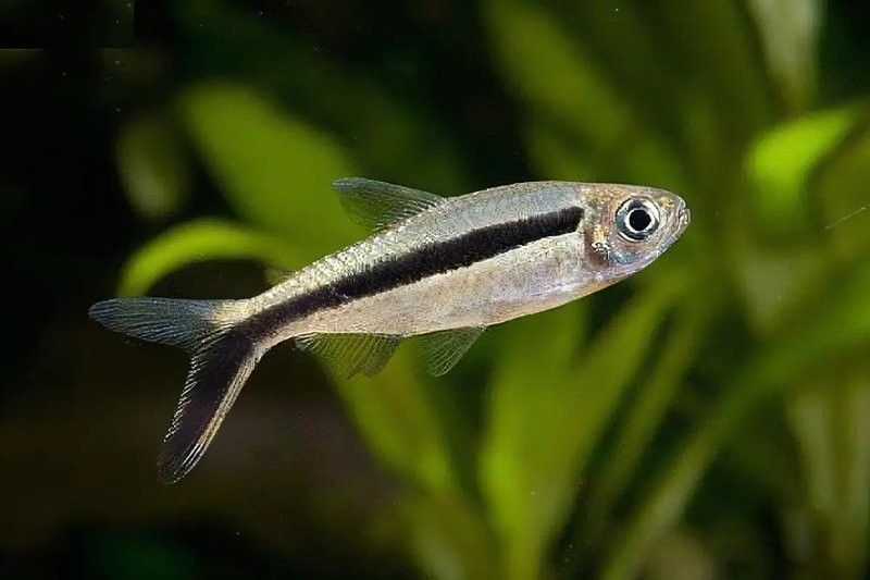 金龍魚飼養技巧:水溫、水質、喂食全攻略：金龍魚換水后多久可以喂食