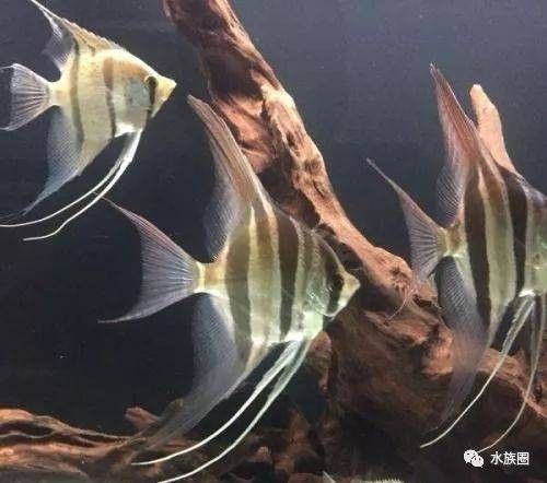 魚(yú)生科技，龍魚(yú)多條如何混養(yǎng)幾個(gè)小技巧：養(yǎng)魚(yú)大全，龍魚(yú)多條如何混養(yǎng)幾個(gè)小技巧