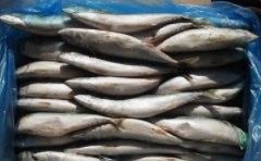 國內(nèi)龍魚進口渠道主要包括以下幾種方式包括以下幾種方式：國內(nèi)龍魚進口渠道