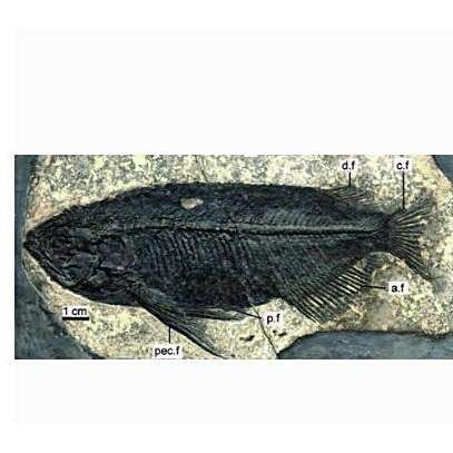 金龍魚捕食老鼠屬于自然行為嗎：金龍魚捕食老鼠屬于其自然行為