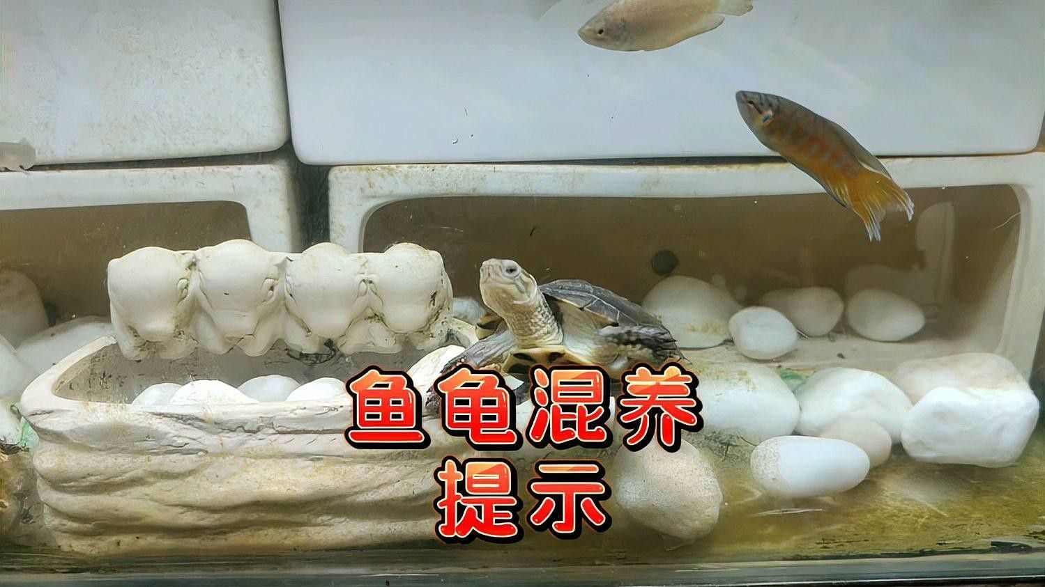 草龜和龍魚混養(yǎng)需要什么水質(zhì)？：烏龜可以和魚一起養(yǎng)嗎