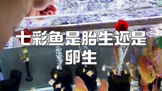 七彩雷龍魚繁殖期多久一次？：七彩雷龍的繁殖過程