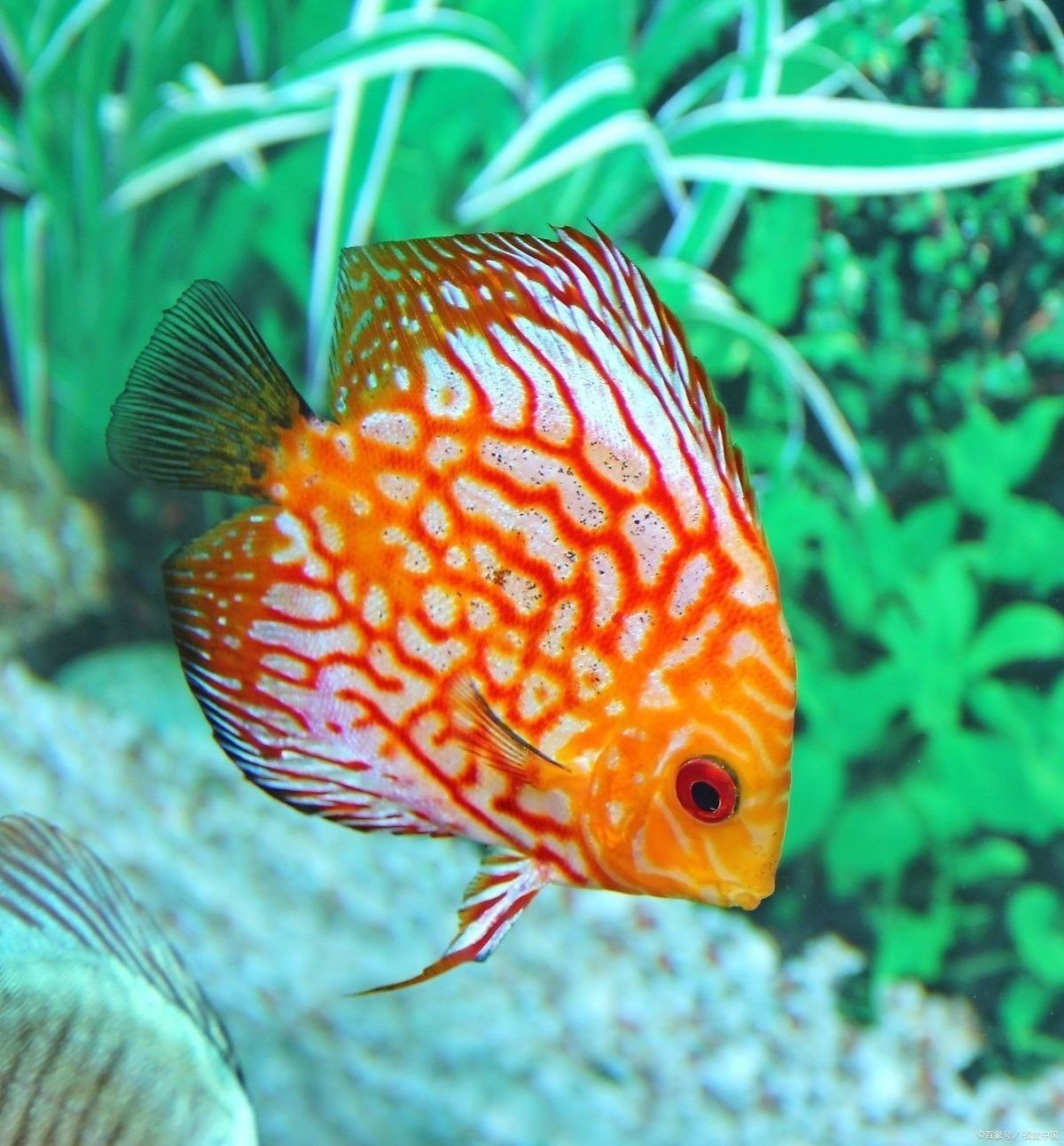 七彩雷龍魚繁殖期多久一次？：七彩雷龍的繁殖過程