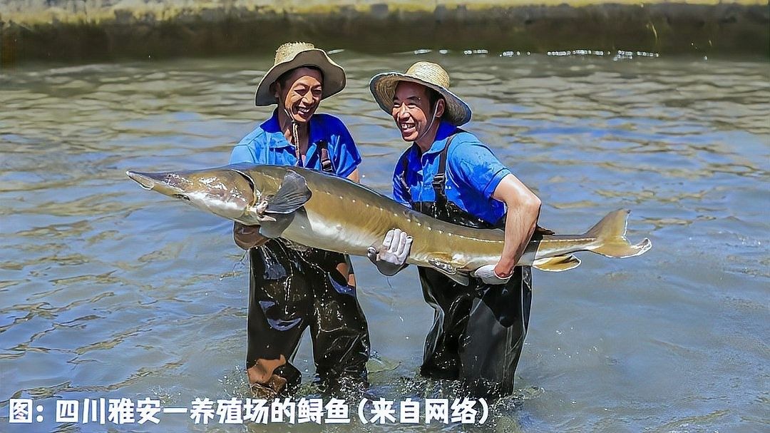 如何判斷鱘龍魚是否適合放生：中華鱘放生效果探討 如何判斷鱘龍魚是否適合放生：中華鱘放生效果探討 龍魚百科 第4張