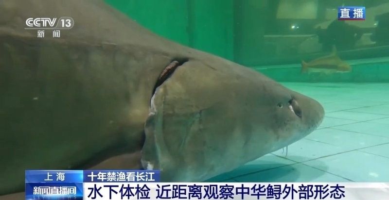 如何判斷鱘龍魚是否適合放生：中華鱘放生效果探討 如何判斷鱘龍魚是否適合放生：中華鱘放生效果探討 龍魚百科 第6張