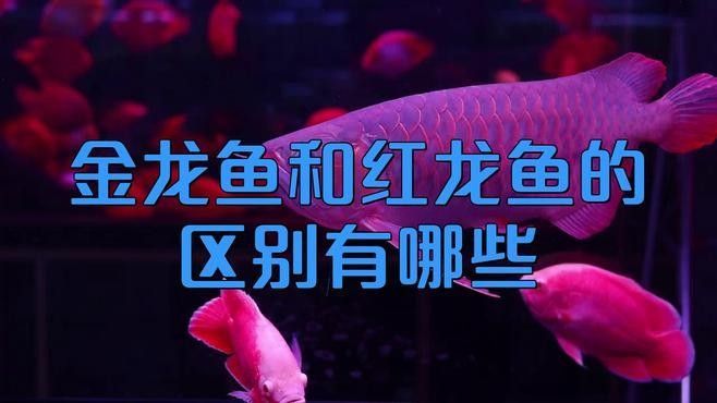 如何區(qū)分紅金龍魚和黃金龍魚：紅金龍魚和黃金龍魚的區(qū)別有哪些職霧卿和紅龍魚的區(qū)別