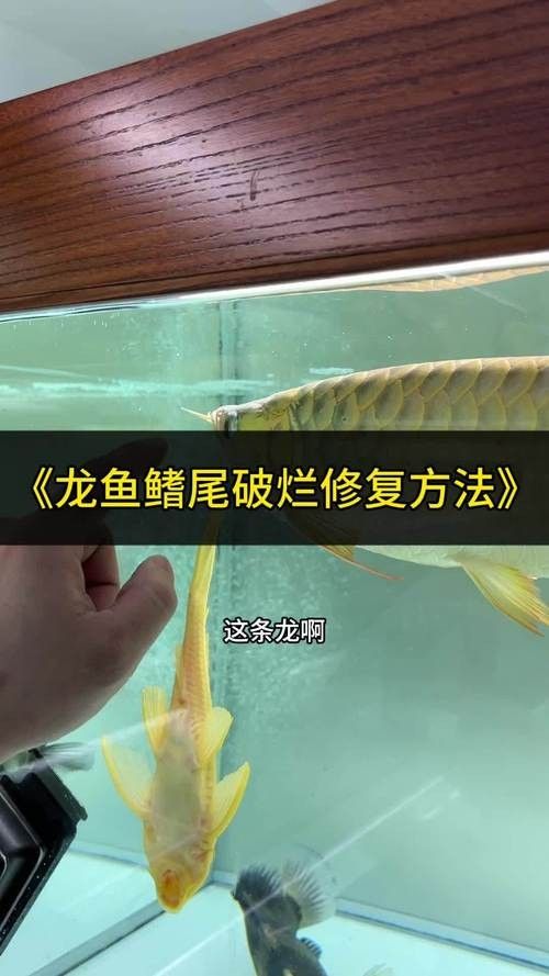 如何預防龍魚尾巴紅血絲？：養魚小藝龍魚斷尾、斷鰭怎么辦龍魚斷尾、斷鰭怎么辦