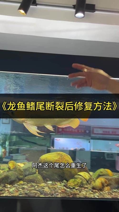 如何預防龍魚尾巴紅血絲？：養魚小藝龍魚斷尾、斷鰭怎么辦龍魚斷尾、斷鰭怎么辦