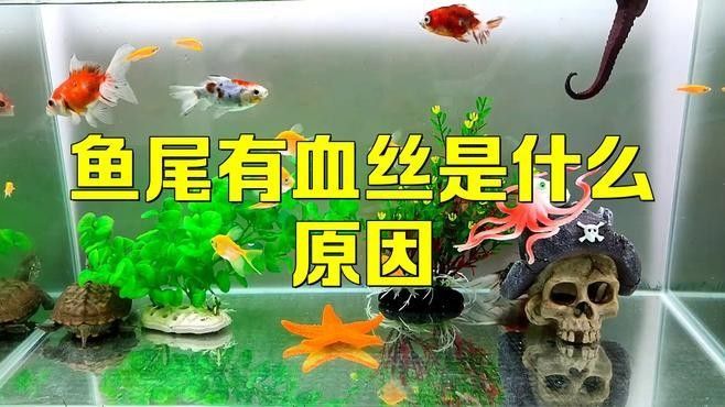如何預防龍魚尾巴紅血絲？：養魚小藝龍魚斷尾、斷鰭怎么辦龍魚斷尾、斷鰭怎么辦