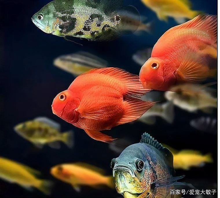 藍鯊魚混養(yǎng)需要注意什么：藍鯊魚和哪些魚混養(yǎng)最好？