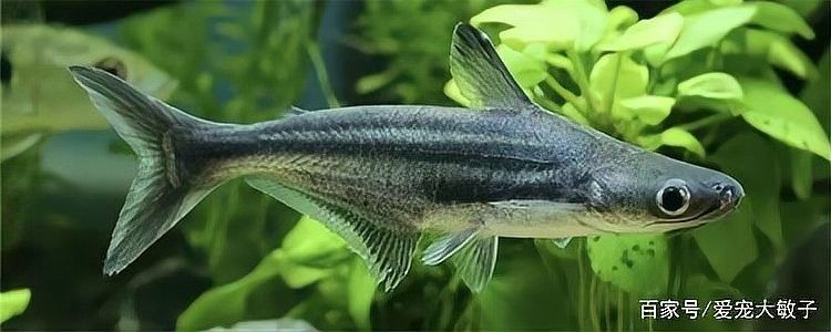 藍鯊魚混養(yǎng)需要注意什么：藍鯊魚和哪些魚混養(yǎng)最好？