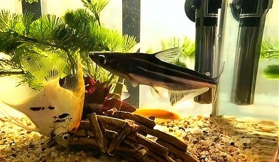 藍(lán)鯊魚混養(yǎng)需要注意什么：藍(lán)鯊魚和哪些魚混養(yǎng)最好？