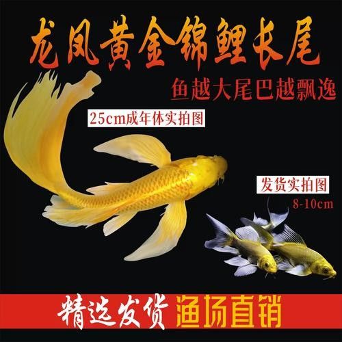 如何辨別黃金龍魚的品種：養(yǎng)魚小藝金龍魚等級(jí)全解析:如何挑選不踩坑