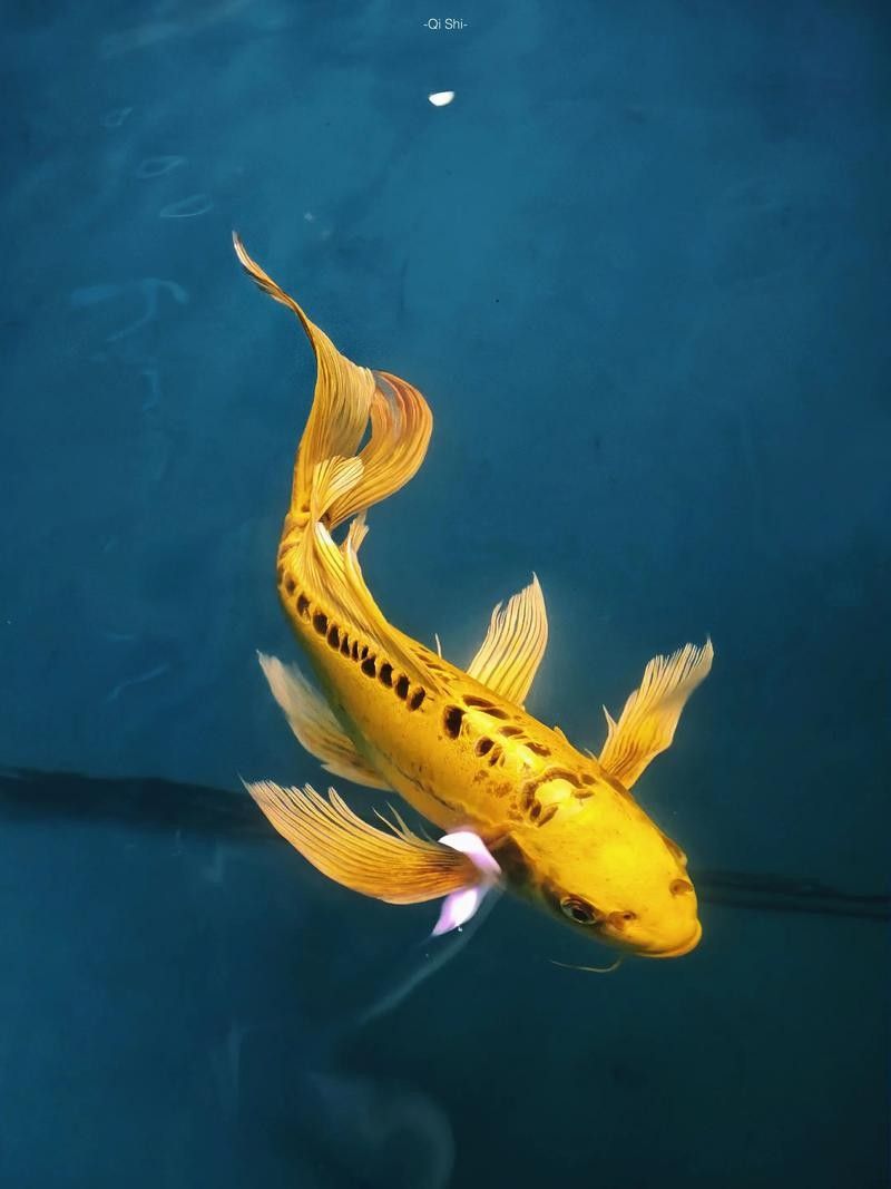 如何辨別黃金龍魚的品種：養(yǎng)魚小藝金龍魚等級(jí)全解析:如何挑選不踩坑