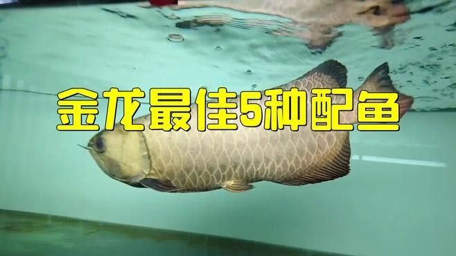 金龍魚吃哪種活餌最好：揭秘金龍魚快速成長秘訣