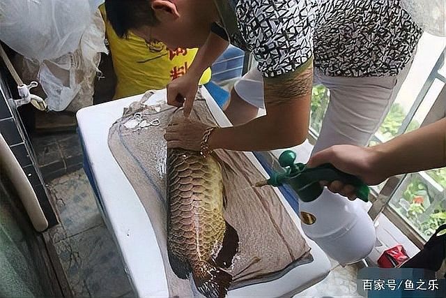 龍魚麻醉后多久恢復：龍魚麻醉后恢復時間