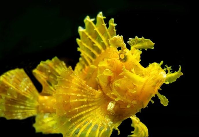 尖山哪個水族館龍魚好？祥龍魚場龍魚：探營紹興大型水族館,鎮館之寶是它