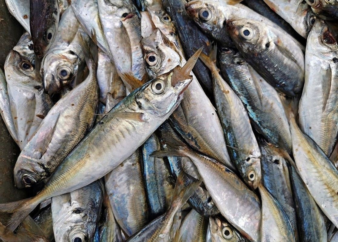 巴浪魚的最佳食用季節：巴浪魚的最佳食用季節主要集中在以下幾個時段 巴浪魚的最佳食用季節：巴浪魚的最佳食用季節主要集中在以下幾個時段 龍魚百科 第6張