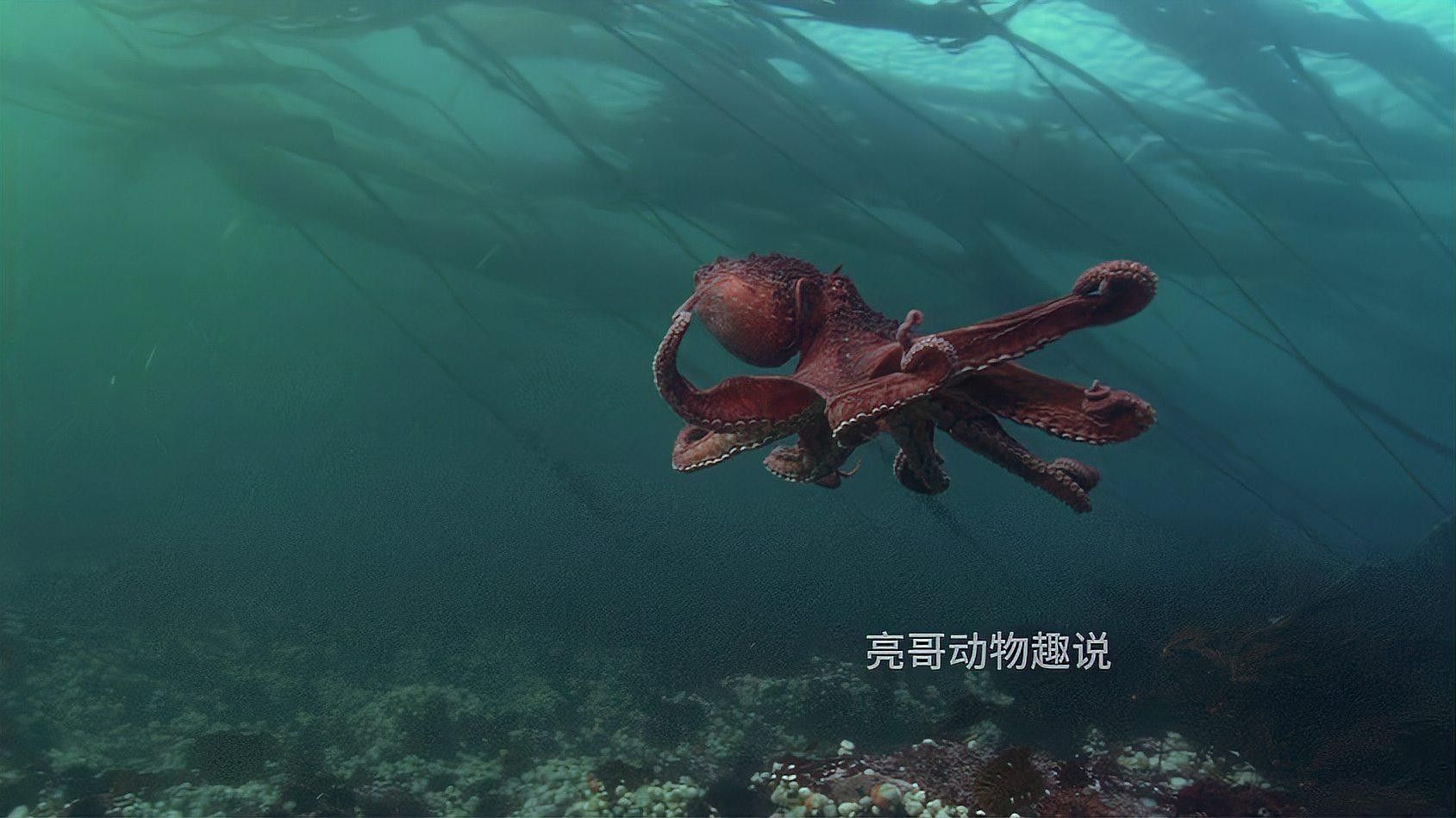 龍魚死亡后多久會浮到水面：銀龍魚死亡后浮到水面的時間主要受水溫、死亡原因及環境因素影響