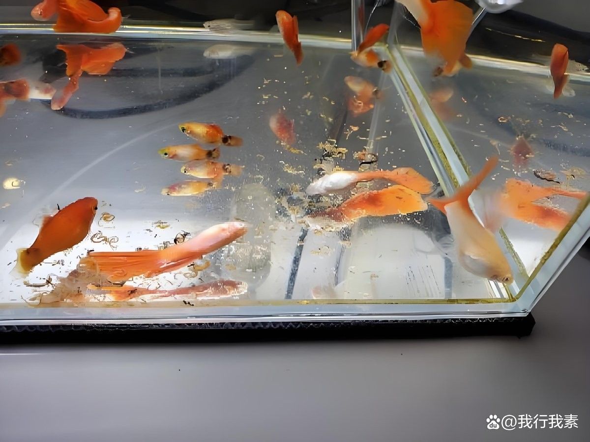 龍魚死亡后多久會浮到水面：銀龍魚死亡后浮到水面的時間主要受水溫、死亡原因及環境因素影響