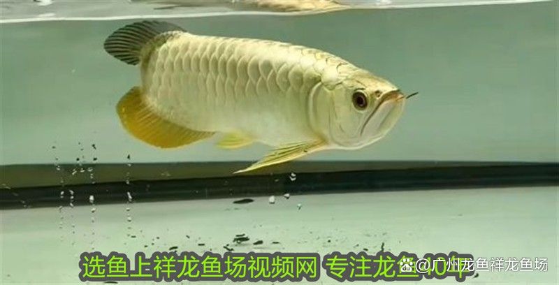 紅龍魚成年后體型會有變化嗎：紅龍魚成年后體型會發生變化