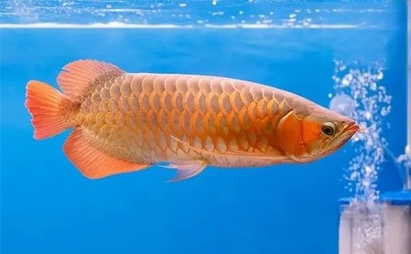 金龍魚趴缸底多久會死：金魚趴缸底的存活時間受多種因素影響