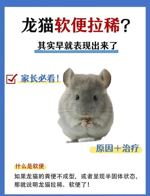 龍貓便秘了怎么辦？：龍貓便秘怎么辦
