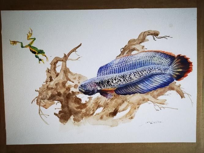 還有哪些紅色系的雷龍魚：紅色系雷龍魚怎么養