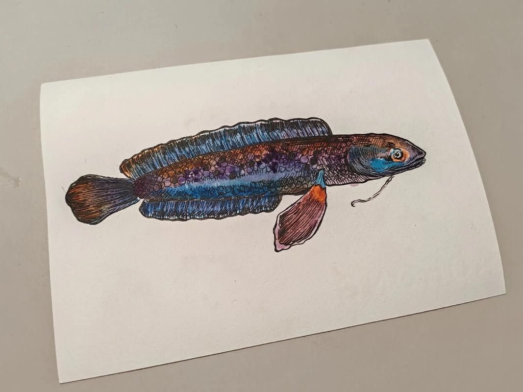 還有哪些紅色系的雷龍魚：紅色系雷龍魚怎么養