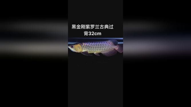 龍魚的視頻大全在哪里可以找到：關(guān)于龍魚視頻資源的整理推薦涵蓋不同平臺和內(nèi)容類型