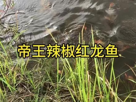 龍魚的視頻大全在哪里可以找到：關(guān)于龍魚視頻資源的整理推薦涵蓋不同平臺和內(nèi)容類型