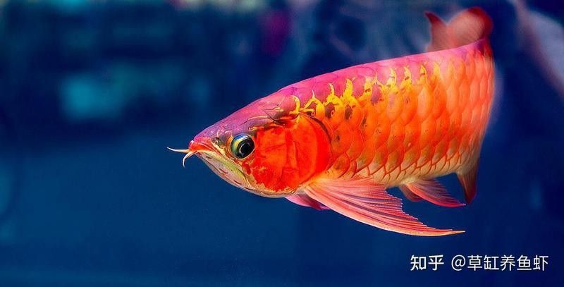 龍魚苗多久喂一次？：龍魚的喂養方法
