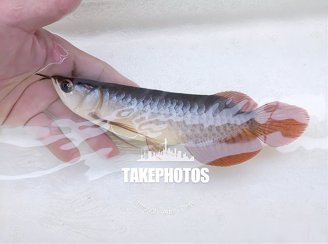 紅龍魚喂小魚需要多大的魚缸：幼年紅龍魚（15cm以下）,建議魚缸長(zhǎng)度60cm，水深20-30cm1 紅龍魚喂小魚需要多大的魚缸：幼年紅龍魚（15cm以下）,建議魚缸長(zhǎng)度60cm，水深20-30cm1 龍魚百科 第4張