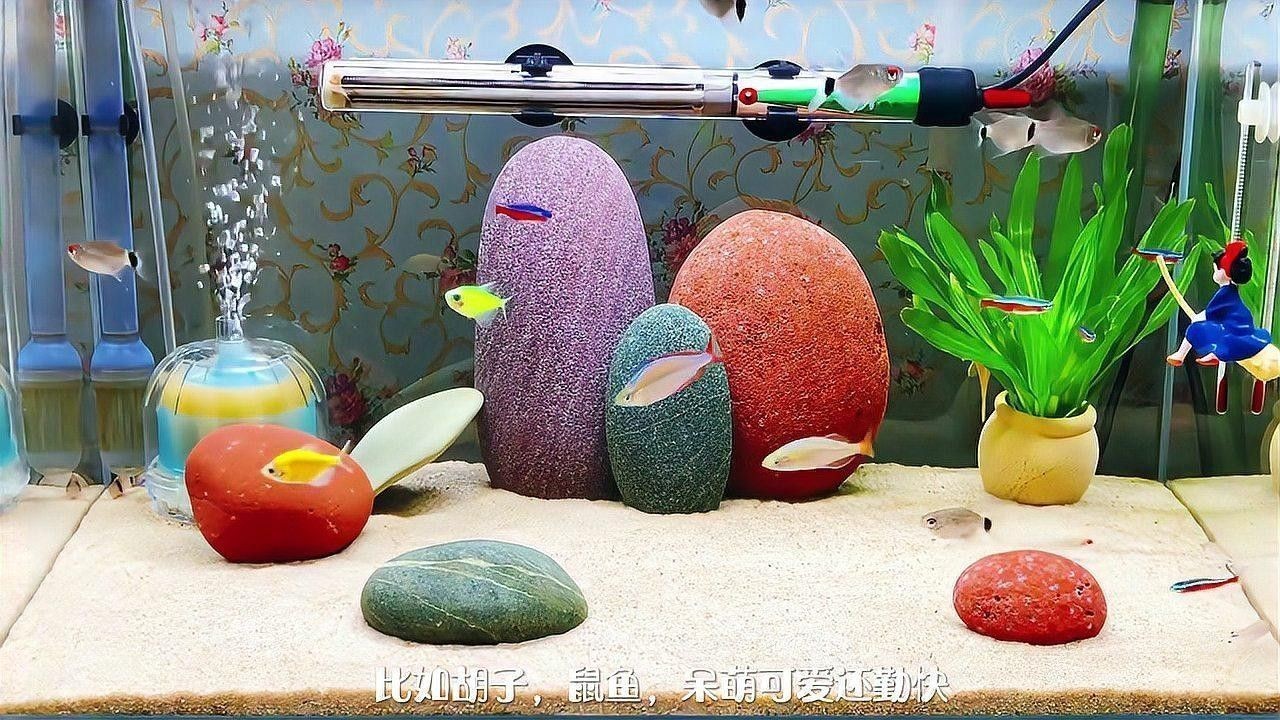 有哪些熱帶魚適合混養？：新手混養熱帶魚推薦及注意事項